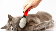Как да се грижим за котка
